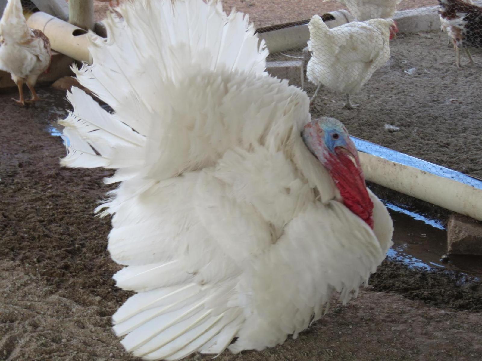 Hotel Tropic Of Capricorn Guest Farm Rehoboth Esterno foto